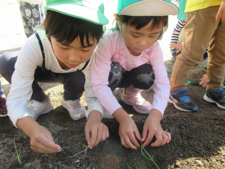 冬野菜の種まき🌱第3弾