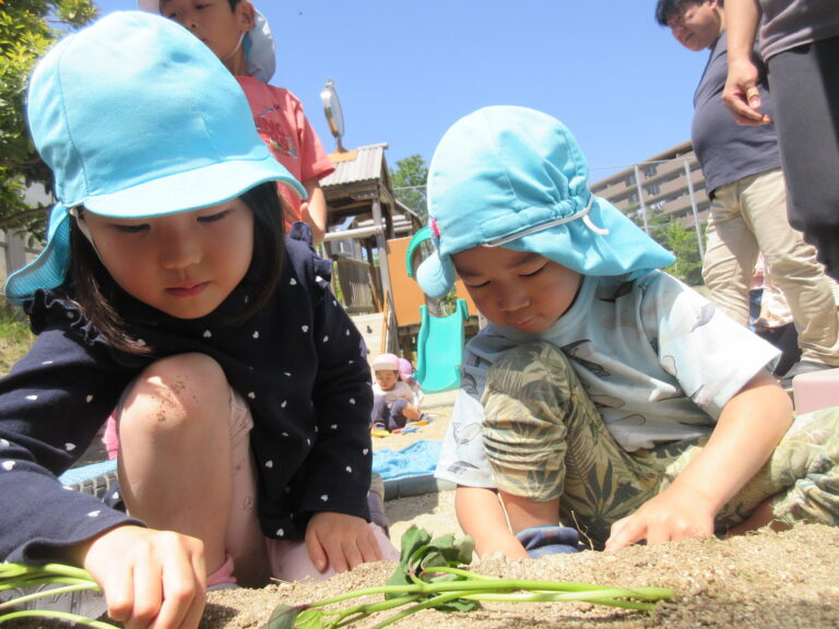 🌱さつまいもの苗植え🍠