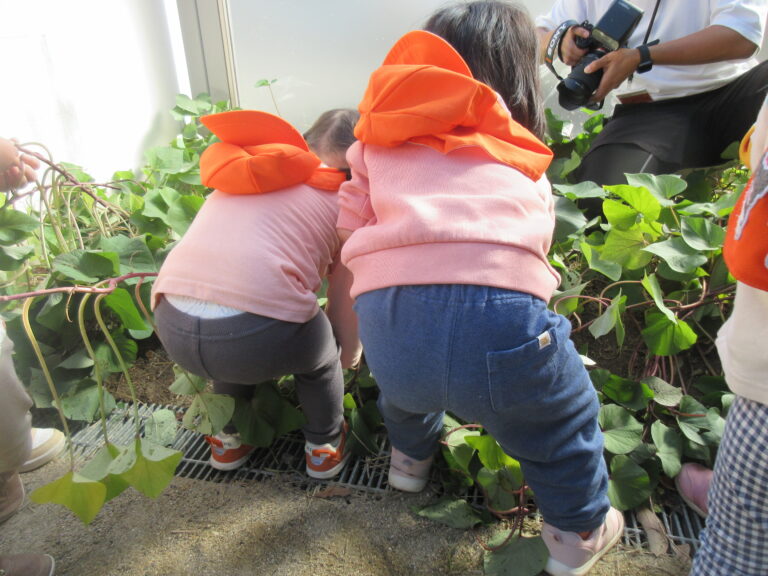 🍠いもほり☆乳児クラス🍠