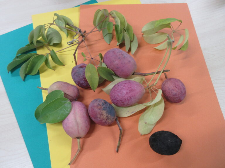 この実何の実❓