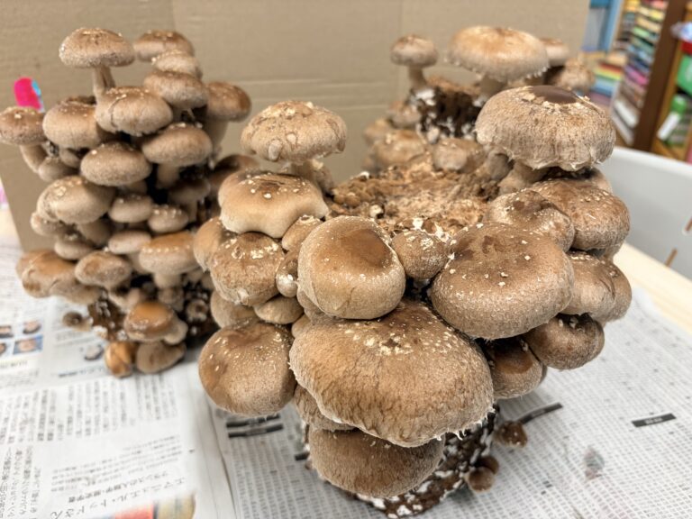 🍄き・き・きのこ🍄